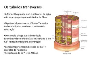 Os túbulos transversos
•A fibra é tão grande que o potencial de ação
não se propagaria para o interior da fibra.
•O potencial percorre os túbulos T e assim
todas miofibrilas recebem o estímulo à
contração.
•O estímulo chega ate até o retículo
sarcoplasmático onde está armazenado o íon
Ca2+ fundamental para a contração
•Canais importantes: Liberação de Ca2+ =
receptor de rianodina
•Recaptação de Ca2+ = Ca ATPase
 
