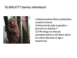 Tá difícil??? Vamos relembrar!
1.Motoneurônio libera acetilcolina
na placa motora
2.Potencial de ação é gerado e
percorre os túbulos T
3.O PA chega no retículo
sarcoplasmático e ele libera cálcio
4.o cálcio liberado se liga a
troponinaC
 