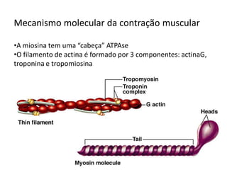 Mecanismo molecular da contração muscular
•A miosina tem uma “cabeça” ATPAse
•O filamento de actina é formado por 3 componentes: actinaG,
troponina e tropomiosina
 
