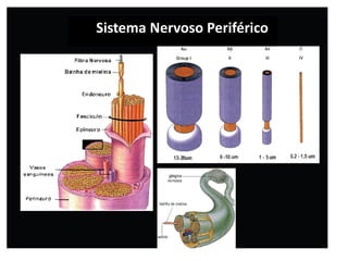 Sistema Nervoso Periférico
 
