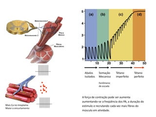 Contração forte
Abalos
Isolados
Somação
Mecanica
Fenômeno
de escada
Tétano
imperfeito
Tétano
perfeito
A força de contração pode ser aumenta
aumentando-se a freqüência dos PA, a duração do
estimulo e recrutando cada vez mais fibras do
músculo em atividade.
Mais Ca no mioplama
Maior o encurtamento
 