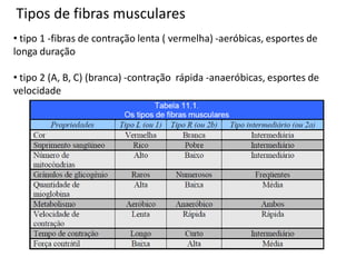 Tipos de fibras musculares
• tipo 1 -fibras de contração lenta ( vermelha) -aeróbicas, esportes de
longa duração
• tipo 2 (A, B, C) (branca) -contração rápida -anaeróbicas, esportes de
velocidade
 