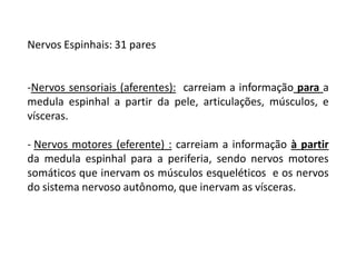 Nervos Espinhais: 31 pares
-Nervos sensoriais (aferentes): carreiam a informação para a
medula espinhal a partir da pele, articulações, músculos, e
vísceras.
- Nervos motores (eferente) : carreiam a informação à partir
da medula espinhal para a periferia, sendo nervos motores
somáticos que inervam os músculos esqueléticos e os nervos
do sistema nervoso autônomo, que inervam as vísceras.
 