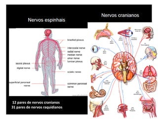 12 pares de nervos cranianos
31 pares de nervos raquidianos
 