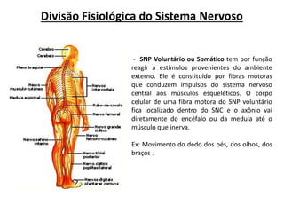 Divisão Fisiológica do Sistema Nervoso
- SNP Voluntário ou Somático tem por função
reagir a estímulos provenientes do ambiente
externo. Ele é constituído por fibras motoras
que conduzem impulsos do sistema nervoso
central aos músculos esqueléticos. O corpo
celular de uma fibra motora do SNP voluntário
fica localizado dentro do SNC e o axônio vai
diretamente do encéfalo ou da medula até o
músculo que inerva.
Ex: Movimento do dedo dos pés, dos olhos, dos
braços .
 