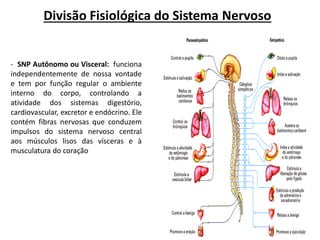 Sistema Nervoso Parassimpático
Sistema Nervoso Simpático
- SNP Autônomo ou Visceral: funciona
independentemente de nossa vontade
e tem por função regular o ambiente
interno do corpo, controlando a
atividade dos sistemas digestório,
cardiovascular, excretor e endócrino. Ele
contém fibras nervosas que conduzem
impulsos do sistema nervoso central
aos músculos lisos das vísceras e à
musculatura do coração
Divisão Fisiológica do Sistema Nervoso
 