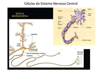 Células do Sistema Nervoso Central
 