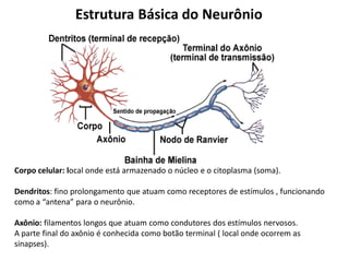 Estrutura Básica do Neurônio
Corpo celular: local onde está armazenado o núcleo e o citoplasma (soma).
Dendritos: fino prolongamento que atuam como receptores de estímulos , funcionando
como a “antena” para o neurônio.
Axônio: filamentos longos que atuam como condutores dos estímulos nervosos.
A parte final do axônio é conhecida como botão terminal ( local onde ocorrem as
sinapses).
 