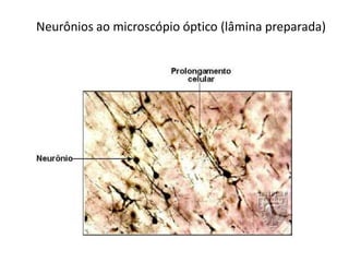 Neurônios ao microscópio óptico (lâmina preparada)
 