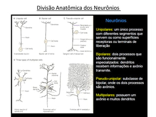 Divisão Anatômica dos Neurônios
 