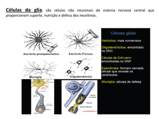 Células da glia: são células não neuronais do sistema nervoso central que
proporcionam suporte, nutrição e defesa dos neurônios.
 