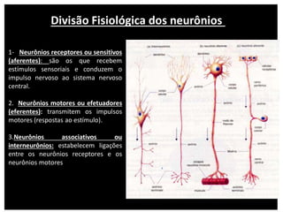 1- Neurônios receptores ou sensitivos
(aferentes): são os que recebem
estímulos sensoriais e conduzem o
impulso nervoso ao sistema nervoso
central.
2. Neurônios motores ou efetuadores
(eferentes): transmitem os impulsos
motores (respostas ao estímulo).
3.Neurônios associativos ou
interneurônios: estabelecem ligações
entre os neurônios receptores e os
neurônios motores
Divisão Fisiológica dos neurônios
 