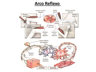 Arco Reflexo
 