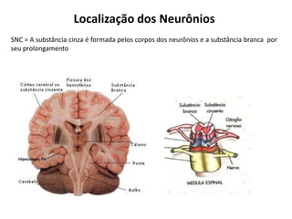 SNC = A substância cinza é formada pelos corpos dos neurônios e a substância branca por
seu prolongamento
Localização dos Neurônios
 