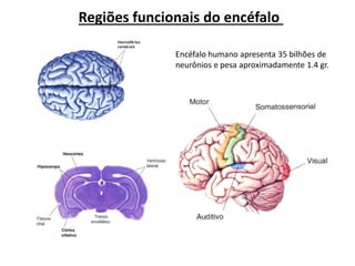 Regiões funcionais do encéfalo
Encéfalo humano apresenta 35 bilhões de
neurônios e pesa aproximadamente 1.4 gr.
 