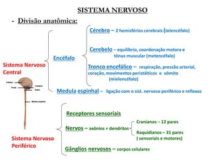 SISTEMA NERVOSO
- Divisão anatômica:
Sistema Nervoso
Central
Encéfalo
Cérebro – 2 hemisférios cerebrais (telencéfalo)
Cerebelo – equilíbrio, coordenação motora e
tônus muscular (metencéfalo)
Tronco encefálico – respiração, pressão arterial,
coração, movimentos peristálticos e vômito
(mielencéfalo)
Medula espinhal – ligação com o sist. nervoso periférico e reflexos
Sistema Nervoso
Periférico
Nervos – axônios + dendritos
Gânglios nervosos – corpos celulares
Cranianos – 12 pares
Raquidianos – 31 pares
( sensoriais e motores)
Receptores sensoriais
 