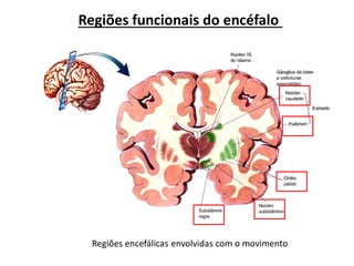 Regiões funcionais do encéfalo
Regiões encefálicas envolvidas com o movimento
 