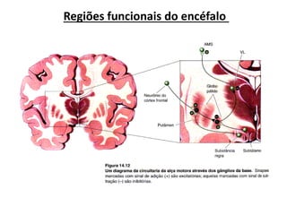 Regiões funcionais do encéfalo
 