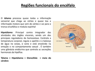 Regiões funcionais do encéfalo
O tálamo processa quase todas a informação
sensorial que chega ao córtex e quase toa a
informação motora que vem do córtex e vai para o
tronco encefálico e medula espinhal
Hipotálamo: Principal centro integrador das
atividades dos órgãos viscerais, sendo um dos
principais reguladores da homeostase. Controla a
temperatura corporal, regula o apetite e o balanço
de água no corpo, o sono e está envolvido na
emoção e no comportamento sexual . É também
uma glândula endócrina que controla as secreções
hormonais da hipófise.
Tálamo + Hipotálamo = Diencéfalo = meio do
cérebro
 