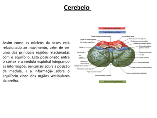 Cerebelo
Assim como os núcleos da bases está
relacionado ao movimento, além de ser
uma das principais regiões relacionadas
com o equilíbrio. Está posicionado entre
o córtex e a medula espinhal integrando
as informações sensoriais sobre a posição
da medula, e a informação sobre o
equilíbrio vindo dos orgãos vestibulares
da orelha.
 