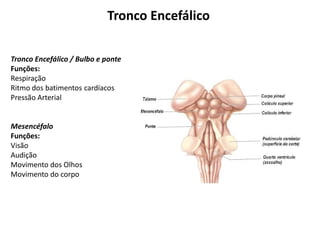 Tronco Encefálico
Tronco Encefálico / Bulbo e ponte
Funções:
Respiração
Ritmo dos batimentos cardíacos
Pressão Arterial
Mesencéfalo
Funções:
Visão
Audição
Movimento dos Olhos
Movimento do corpo
 