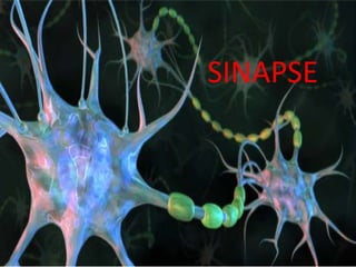 SINAPSE
 