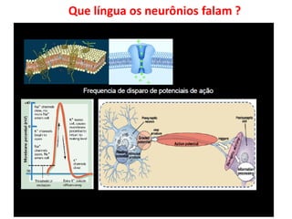Que língua os neurônios falam ?
 