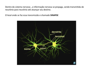 Dentro do sistema nervoso , a informação nervosa se propaga, sendo transmitida de
neurônio para neurônio até alcançar seu destino.
O local onde se faz essa transmissão e chamado SINAPSE
 