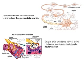 Sinapse entre duas células nervosas
é chamada de Sinapse neurônio-neurônio
Sinapse entre uma célula nervosa e uma
célula muscular é denominado junção
neuromuscular
 
