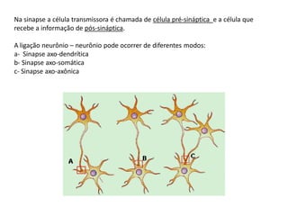 Na sinapse a célula transmissora é chamada de célula pré-sináptica e a célula que
recebe a informação de pós-sináptica.
A ligação neurônio – neurônio pode ocorrer de diferentes modos:
a- Sinapse axo-dendrítica
b- Sinapse axo-somática
c- Sinapse axo-axônica
 