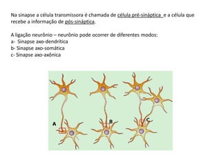 Liberação dos neurotransmissores
1- O potencial de ação propagado através do axônio chega ao terminal sináptico e
despolar...
