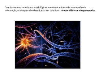 Com base nas características morfológicas e seus mecanismos de transmissão da
informação, as sinapses são classificadas em dois tipos: sinapse elétrica e sinapse química
 
