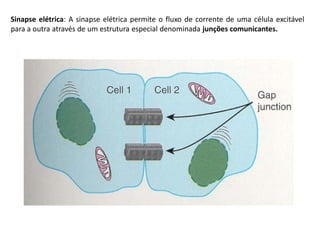 Sinapse elétrica: A sinapse elétrica permite o fluxo de corrente de uma célula excitável
para a outra através de um estrutura especial denominada junções comunicantes.
 