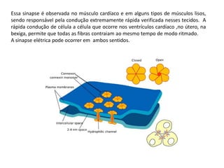 Essa sinapse é observada no músculo cardíaco e em alguns tipos de músculos lisos,
sendo responsável pela condução extremamente rápida verificada nesses tecidos. A
rápida condução de célula a célula que ocorre nos ventrículos cardíaco ,no útero, na
bexiga, permite que todas as fibras contraiam ao mesmo tempo de modo ritmado.
A sinapse elétrica pode ocorrer em ambos sentidos.
 