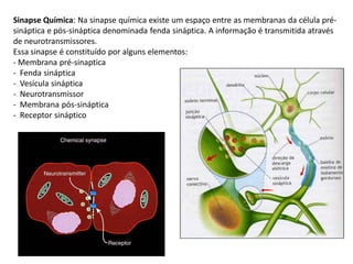 Sinapse Química: Na sinapse química existe um espaço entre as membranas da célula pré-
sináptica e pós-sináptica denominada fenda sináptica. A informação é transmitida através
de neurotransmissores.
Essa sinapse é constituído por alguns elementos:
- Membrana pré-sinaptica
- Fenda sináptica
- Vesícula sináptica
- Neurotransmissor
- Membrana pós-sináptica
- Receptor sináptico
 