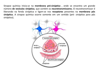 Sinapse química inicia-se na membrana pré-sináptica , onde se encontra um grande
número de vesículas sináptica, que contém os neurotransmissores. O neurotransmissor é
liberando na fenda sináptica e ligam-se nos receptores presentes na membrana pós
sináptica. A sinapse química ocorre somente em um sentido (pré- sináptico para pós
sináptico).
 