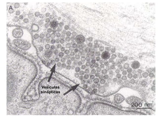 Vesículas
sinápticas
 