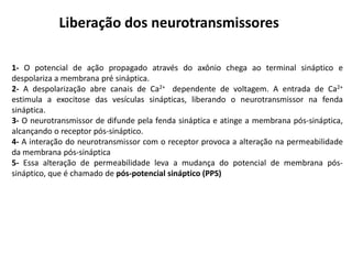 Liberação dos neurotransmissores
1- O potencial de ação propagado através do axônio chega ao terminal sináptico e
despolariza a membrana pré sináptica.
2- A despolarização abre canais de Ca2+ dependente de voltagem. A entrada de Ca2+
estimula a exocitose das vesículas sinápticas, liberando o neurotransmissor na fenda
sináptica.
3- O neurotransmissor de difunde pela fenda sináptica e atinge a membrana pós-sináptica,
alcançando o receptor pós-sináptico.
4- A interação do neurotransmissor com o receptor provoca a alteração na permeabilidade
da membrana pós-sináptica
5- Essa alteração de permeabilidade leva a mudança do potencial de membrana pós-
sináptico, que é chamado de pós-potencial sináptico (PPS)
 