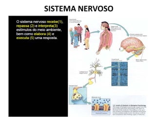 SISTEMA NERVOSO
 