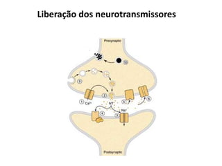 Liberação dos neurotransmissores
 