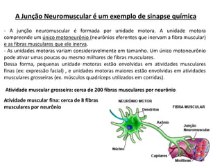 A Junção Neuromuscular é um exemplo de sinapse química
- A junção neuromuscular é formada por unidade motora. A unidade motora
compreende um único motoneurônio (neurônios eferentes que inervam a fibra muscular)
e as fibras musculares que ele inerva.
- As unidades motoras variam consideravelmente em tamanho. Um único motoneurônio
pode ativar umas poucas ou mesmo milhares de fibras musculares.
Dessa forma, pequenas unidade motoras estão envolvidas em atividades musculares
finas (ex: expressão facial) , e unidades motoras maiores estão envolvidas em atividades
musculares grosseiras (ex. músculos quadríceps utilizados em corridas).
Atividade muscular grosseira: cerca de 200 fibras musculares por neurônio
Atividade muscular fina: cerca de 8 fibras
musculares por neurônio
 
