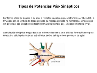 Tipos de Potencias Pós- Sinápticos
Conforme o tipo de sinapse ( ou seja, o receptor sináptico ou neurotransmissor liberado) , o
PPS pode ser no sentido de despolarização ou hiperpolarização na membrana, sendo então
um potencial pós-sináptico excitatório (PPSE) ou potencial pós- sináptico inibitório (PPSI)
A célula pós- sináptica integra todas as informações e se o sinal elétrico for o suficiente para
conduzir a célula pós-sinaptica até o limiar, então, deflagrará um potencial de ação.
 