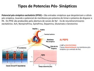 Tipos de Potencias Pós- Sinápticos
Potencial pós-sináptico excitatório (PPSE) – São entradas sinápticas que despolarizam a célula
pós sináptica, levando o potencial de membrana pra próximo do limiar e próximo de disparar o
PA. Os PPSE são produzidos pela abertura de canais de Na+ . Ex de neurotransmissores
excitatórios: Ach, Norepinefrina, Epinefrina, Dopamina, Glutamato e Serotonina
 