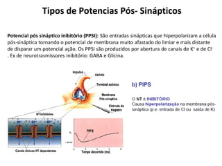 Tipos de Potencias Pós- Sinápticos
Potencial pós sináptico inibitório (PPSI): São entradas sinápticas que hiperpolarizam a célula
pós-sináptica tornando o potencial de membrana muito afastado do limiar e mais distante
de disparar um potencial ação. Os PPSI são produzidos por abertura de canais de K+ e de Cl-
. Ex de neurotrasmissores inibitório: GABA e Glicina.
 