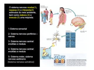(Sistema nervoso somático)
 