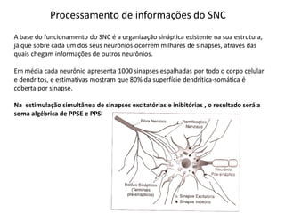 Processamento de informações do SNC
A base do funcionamento do SNC é a organização sináptica existente na sua estrutura,
já que sobre cada um dos seus neurônios ocorrem milhares de sinapses, através das
quais chegam informações de outros neurônios.
Em média cada neurônio apresenta 1000 sinapses espalhadas por todo o corpo celular
e dendritos, e estimativas mostram que 80% da superfície dendrítica-somática é
coberta por sinapse.
Na estimulação simultânea de sinapses excitatórias e inibitórias , o resultado será a
soma algébrica de PPSE e PPSI
 