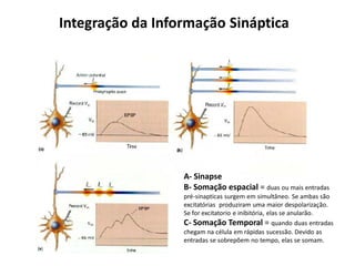 Integração da Informação Sináptica
A- Sinapse
B- Somação espacial = duas ou mais entradas
pré-sinapticas surgem em simultâneo. Se ambas são
excitatórias produziram uma maior despolarização.
Se for excitatorio e inibitória, elas se anularão.
C- Somação Temporal = quando duas entradas
chegam na célula em rápidas sucessão. Devido as
entradas se sobrepõem no tempo, elas se somam.
 