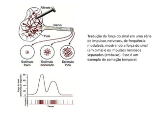 Tradução da força do sinal em uma série
de impulsos nervosos, de frequência
modulada, mostrando a força do sinal
(em cima) e os impulsos nervosos
separados (embaixo). Esse é um
exemplo de somação temporal.
 