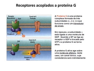 Receptores acoplados a proteína G
 