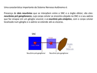 Uma característica importante do Sistema Nervoso Autônomo é:
Presença de dois neurônios que se interpõem entre o SNC e o órgão efetor; são eles:
neurônios pré ganglionares, cujo corpo celular se encontra alojado no SNC e o seu axônio
que faz sinapse em um gânglio visceral; e o neurônio pós-sináptico, com o corpo celular
localizado num gânglio e o axônio se estende até as vísceras.
Neurônio pré-ganglionar Neurônio pós-ganglionar
SNC
 